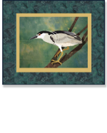 Black Crowned Night Heron